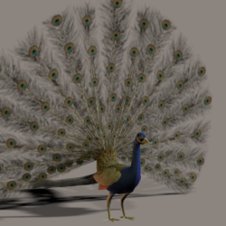 Павлин 3D модель