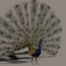 Павлин 3D модель