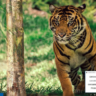 Transparent Taskbar Microsoft Store Windows ПК