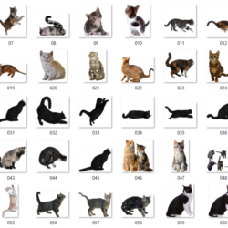 100  Картинок Кошек в Формате PNG с Прозрачным Фоном