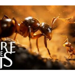 Empire of the Ants steam МИР