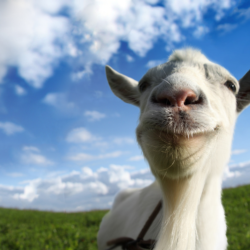 Goat Simulator PS4 & PS5