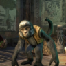 The Elder Scrolls Online   КЛЮЧ  Обезьяна питомец